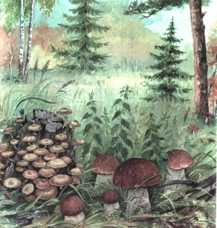 Задание к теме "В лес по грибы"
